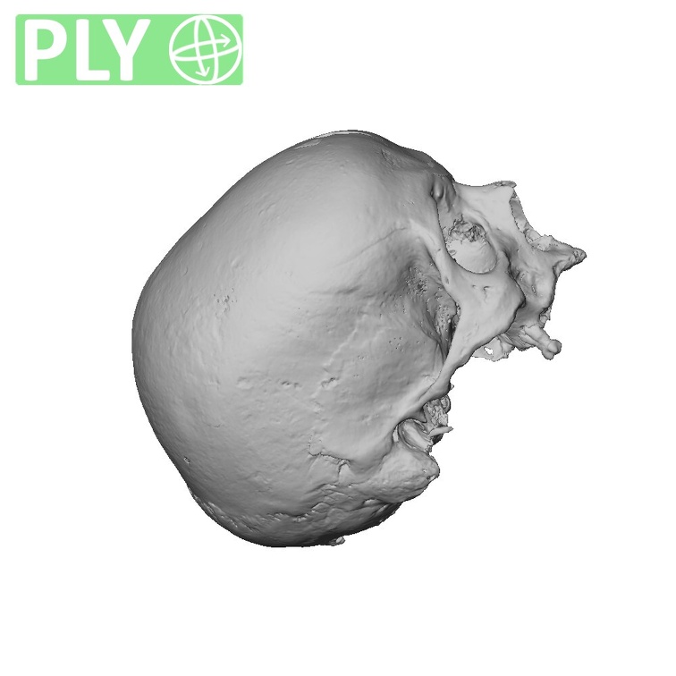 NGA88 SK919 Homo sapiens cranium ply