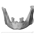 NGA88 SK919 Homo sapiens mandible anterior