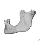 NGA88 SK919 Homo sapiens mandible left