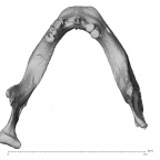 NGA88 SK919 Homo sapiens mandible superior