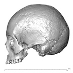 NGA88 SK932 Homo sapiens cranium lateral left