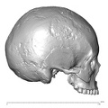 NGA88_SK932_Homo_sapiens_cranium_lateral_right.jpg