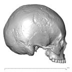 NGA88 SK932 Homo sapiens cranium lateral right