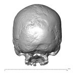NGA88 SK932 Homo sapiens cranium posterior