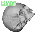 NGA88 SK932 Homo sapiens cranium ply