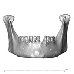 NGA88 SK932 Homo sapiens mandible anterior