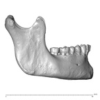 NGA88 SK932 Homo sapiens mandible lateral right