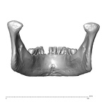 NGA88 SK932 Homo sapiens mandible posterior
