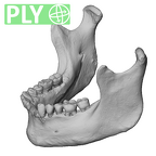 NGA88 SK932 Homo sapiens mandible ply