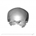 NGA88 SK977 Homo sapiens cranium anterior