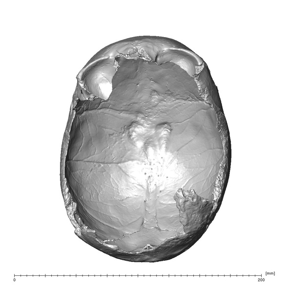 NGA88 SK977 Homo sapiens cranium inferior