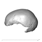 NGA88 SK977 Homo sapiens cranium lateral left