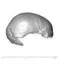 NGA88_SK977_Homo_sapiens_cranium_lateral_right.jpg