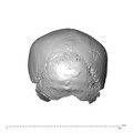 NGA88_SK977_Homo_sapiens_cranium_posterior.jpg
