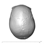 NGA88 SK977 Homo sapiens cranium superior