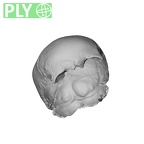 NGA88 SK977 Homo sapiens cranium ply