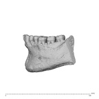 NGA88 SK977 Homo sapiens mand dent lateral left