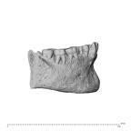 NGA88 SK977 Homo sapiens mand dent lateral right