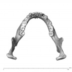 NGA88 SK977 Homo sapiens mandible superior
