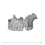 NGA88 SK977 Homo sapiens maxilla anterior