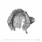 NGA88 SK977 Homo sapiens maxilla inferior occlusal