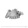 NGA88 SK977 Homo sapiens maxilla lateral left