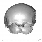 NGB89 SK18 Homo sapiens cranium anterior
