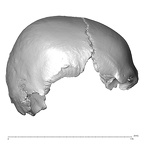 NGB89 SK18 Homo sapiens cranium lateral