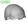 NGB89 SK18 Homo sapiens cranium ply