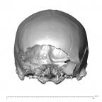 NGB89 SK22 Homo sapiens cranium anterior