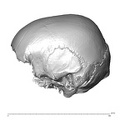 NGB89 SK22 Homo sapiens cranium lateral left