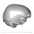 NGB89_SK22_Homo_sapiens_cranium_lateral_right.jpg