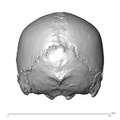 NGB89_SK22_Homo_sapiens_cranium_posterior.jpg