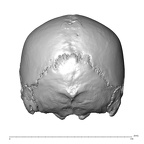 NGB89 SK22 Homo sapiens cranium posterior