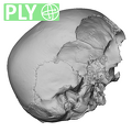 NGB89 SK22 Homo sapiens cranium ply