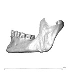 NGB89 SK22 Homo sapiens mandible lateral left