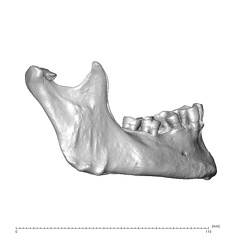 NGB89 SK22 Homo sapiens mandible lateral right