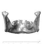 NGB89 SK22 Homo sapiens mandible posterior