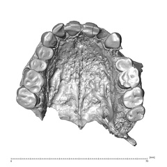 NGB89 SK22 Homo sapiens maxilla inferior