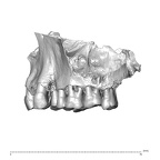 NGB89 SK22 Homo sapiens maxilla lateral left