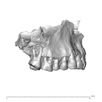 NGB89 SK22 Homo sapiens maxilla lateral right