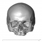 NGB89 SK36 Homo sapiens cranium anterior