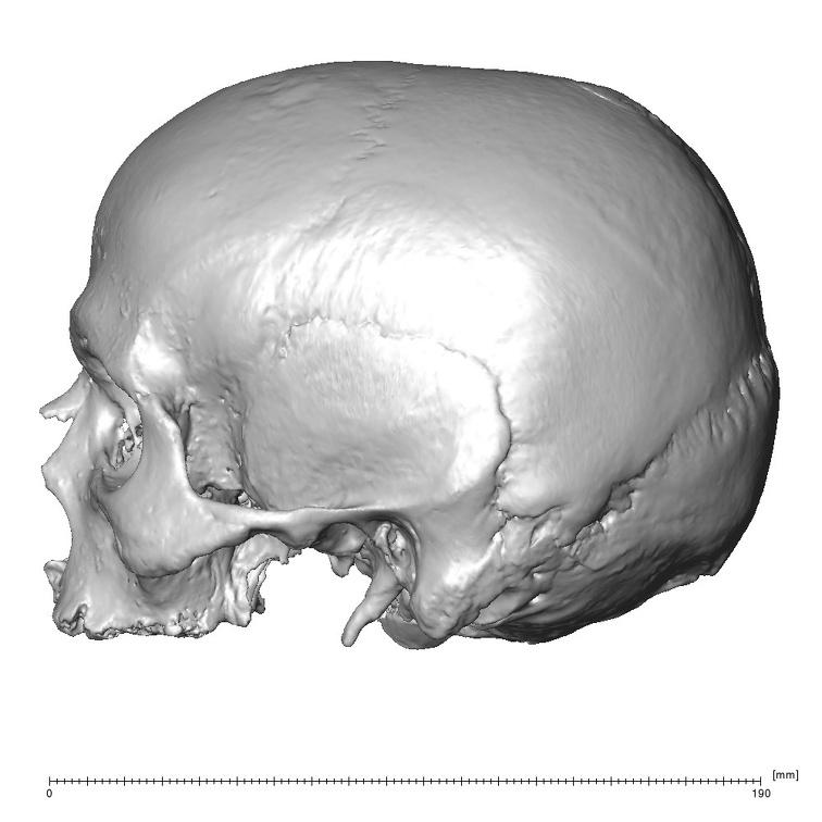 NGB89 SK36 Homo sapiens cranium lateral left