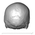 NGB89 SK36 Homo sapiens cranium posterior