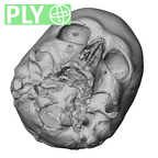 NGB89 SK36 Homo sapiens cranium ply