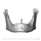 NGB89 SK36 Homo sapiens mandible anterior