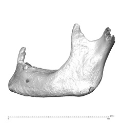 NGB89 SK36 Homo sapiens mandible lateral left
