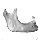 NGB89 SK36 Homo sapiens mandible lateral right