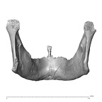 NGB89 SK36 Homo sapiens mandible posterior