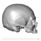 NGB89 SK4 Homo sapiens cranium lateral